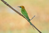 Fototapeta  - animal, asia, avian, background, beak, beautiful, beauty, bee, bee eater, bird, bird watching, birds, birdwatching, blue, branch, closeup, color, colorful, conservation, couple, eater, environment