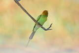 Fototapeta  - animal, asia, avian, background, beak, beautiful, beauty, bee, bee eater, bird, bird watching, birds, birdwatching, blue, branch, closeup, color, colorful, conservation, couple, eater, environment