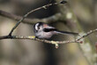 Long-tail tit perched on a branch