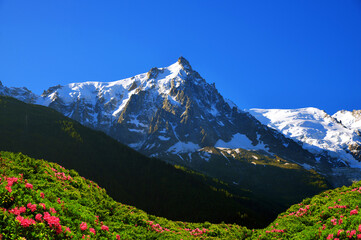 Wall Mural - Mountain landscape with blooming Alpine Rose (Rhododendron ferrugineum).View on the mount Aiguille du Midi. Nature Reserve Aiguilles Rouges, Graian Alps, France, Europe.