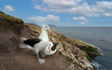 Wall Mural - black-browed albatrosses on the coast of the falkland islands