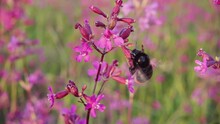 Bumblebee collects nectar from a flower and takes off, slow motion 250p
