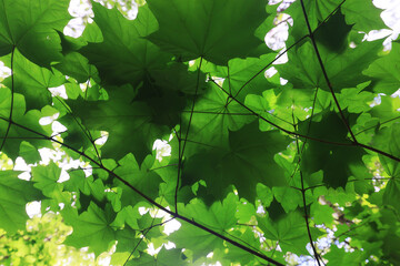 branches leaves summer maple green background tree fresh growth