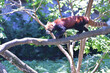 木の上を歩くレッサーパンダ