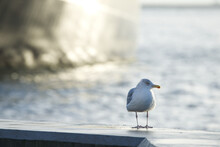 White Or Grey Seagull Standing And Watching The Camera On The Harbour In Winter With Small Sunshine In The Morning, Blurred Big Ship Background And Sea