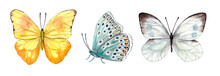 Set Of Realistically Drawn Watercolor Butterflies (yellow With Open Wings, Gray-blue With Closed Wings And Spots, Gray-brown With Symmetrically Open Wings). Isolated On White Background.