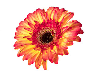 Wall Mural - Beautiful yellow orange gerbera flower isolated on white background