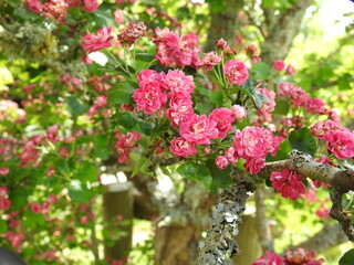 Wall Mural - Pink flowers on tree branches