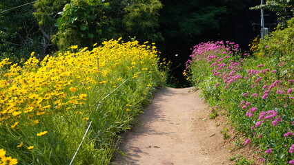 Wall Mural - Flower road in the middle of summer