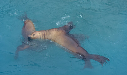 Canvas Print - A closeup of a sea lion under the water