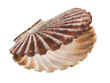 Open shell of great scallop shellfish isolated on a white background. Pecten maximus or jacobaeus. Closeup of beautiful empty seashell of edible marine bivalve mollusk. Fan shaped calcareous sea clam.