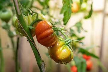 Wall Mural - Watering tomatoes grown in the bio farm.