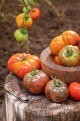 Wall Mural - Healthy tomatoes growing in a sunny garden.