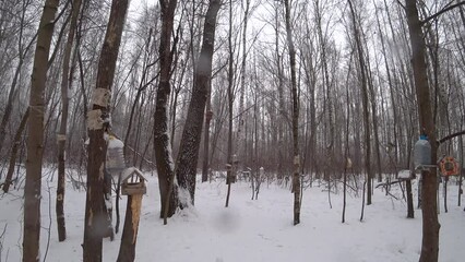 Wall Mural - Trees in the winter park. Birch trees in the winter forest. Sunny, January day. Day. Russia. Winter.