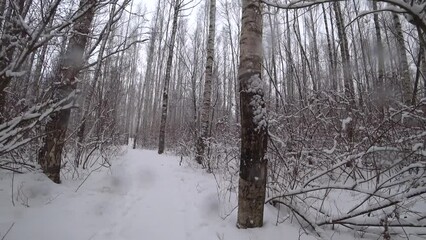 Wall Mural - Trees in the winter park. Birch trees in the winter forest. Sunny, January day. Day. Russia. Winter.