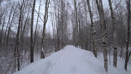 Wall Mural - Trees in the winter park. Birch trees in the winter forest. Sunny, January day. Day. Russia. Winter.