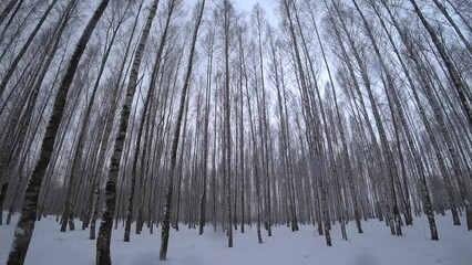 Wall Mural - Trees in the winter park. Birch trees in the winter forest. Sunny, January day. Day. Russia. Winter.