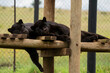 2 Black Panther Jaguar brothers being held in captivity to ensure that the species can reproduce to get it off of the endangered species list. 