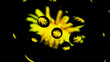 yellow dandelion in drops of water