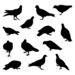 Vector Collection Set of Pigeon Bird Silhouettes 