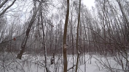 Wall Mural - Trees in the winter park. Birch trees in the winter forest. Sunny, January day. Day. Russia. Winter.