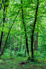  Green forest landscape in spring.