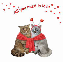 Canvas Print - A couple of cats in love tied with a red knitted scarf. White background. Isolated.