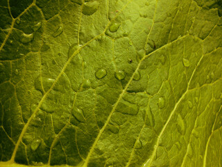 background texture green leaf. It is macro photo of green leaf. 
Close up view of green natural leaf 