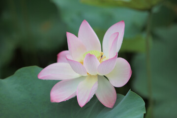 Wall Mural - Lotus flower with beautiful at rain day