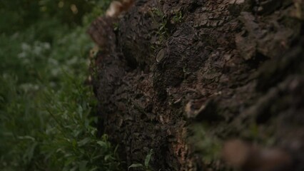 Wall Mural - Slow motion shot of fallen tree closeup