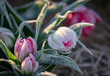 Close Up Of Pink Flower With Frost