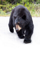 Wall Mural - black bear walking towards camera