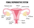 © Ekaterina  Siubarova - Flat cartoon infographics, healthy female reproductive system on white background, human internal female organs, health concept. Uterus, vagina. reproductive system. Gynecologist poster