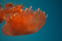 Orange Jellyfish In Aquarium