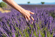 60 year old woman's hand touching the flowers of a lavender field.
