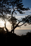 Fototapeta Sawanna - tree silhouette at sunset on the ocean