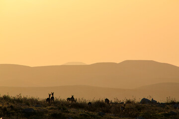 Wall Mural - Silhouette of a small deer at sunset in the Dutch nature reserve of the Amsterdamse Waterleidingduinen. Sunset in a dune area near Zandvoort and Amsterdam. Dutch landscape. High quality photo