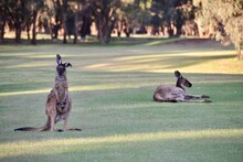 Murray River Golf Course With Kangaroos On The Fairway