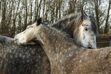 Fototapeta  - Zwei Pferde kraulen sich