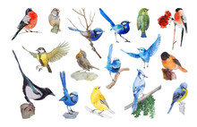 Set Of Watercolor Birds
