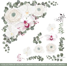 Vector Floral Elements For Design. White Roses, White Orchids, Gypsophila, Eucalyptus, Green Plants And Flowers. Corner, Flowers And Plants Isolated On White Background
