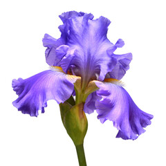  Blue iris flower isolated on white background. Summer. Spring. Flat lay, top view. Floral pattern. Love. Valentine's Day