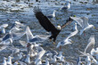 A flock of seagulls scatter as an American bald eagle swoops into their feeding area in Seward, Alaska.