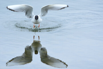 Wall Mural - A Bonaparte's gull takes flight from Wasilla Lake, Alaska.