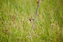A Sparrow Perched On A Wire Holding A Power Pole In A Rice Field Area