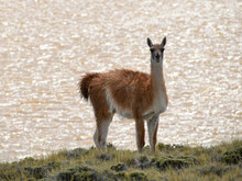 Guanaco (Lama Guanicoe) At Perito Moreno National Park, Argentina