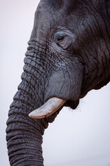 A beautiful vertical detailed close up portrait of an old elephant bull with a dust covered face, taken at sunset in the Madikwe Game Reserve, South Africa.