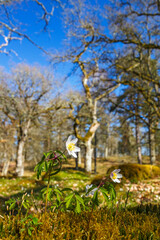 Wall Mural - Beautiful Wood anemone flowers in a spring landscape