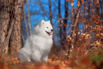 Wall Mural - a beautiful white Samoyed dog in the autumn forest