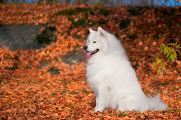 Wall Mural - a beautiful white Samoyed dog in the autumn forest
